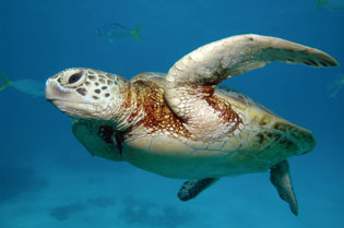 sea turtle